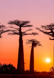 Jambotour_Madagascar_da_2.250