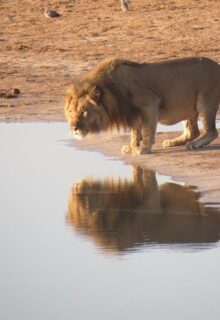 Okavango E Parco Chobe 1 1-min