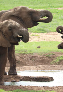 Okavango E Parco Chobe 1 6-min