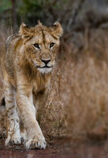 Okavango E Parco Chobe 2 1-min