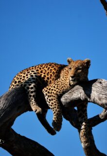 Okavango E Parco Chobe 2 4-min