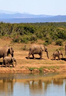 Okavango E Parco Chobe 2 6-min