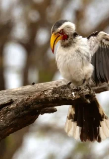 Sudafrica_Jambotour_2025 (3)